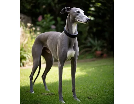 foto del Greyhound