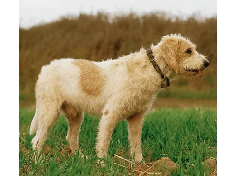 foto Griffon Vendèen