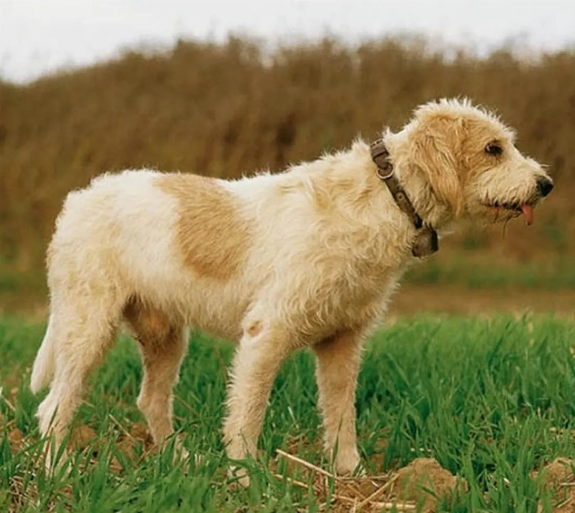 foto Griffon Vendèen