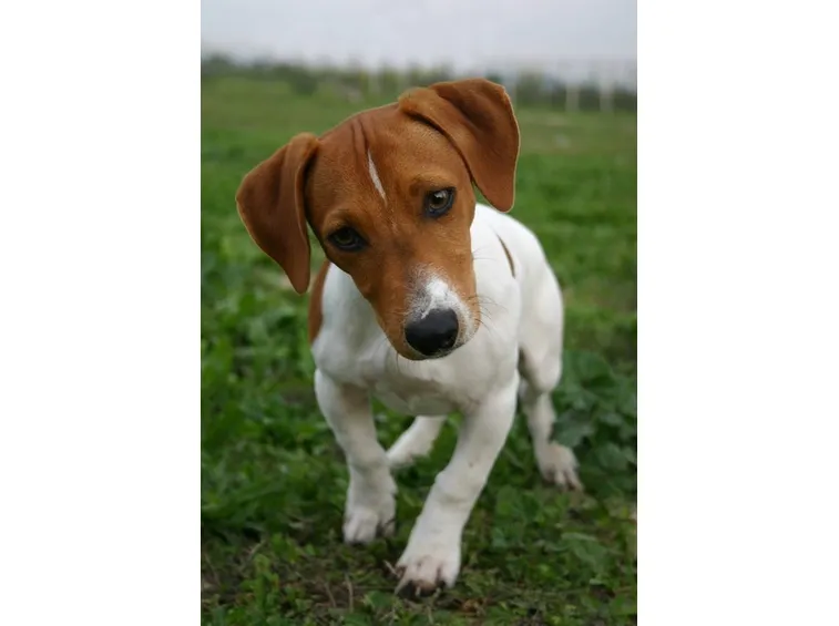 Jack Russel