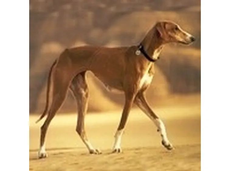 foto levriero azawakh