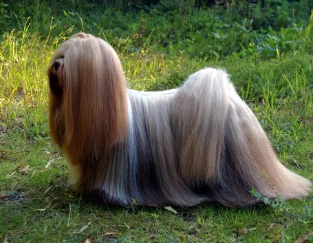 foto lhasa apso