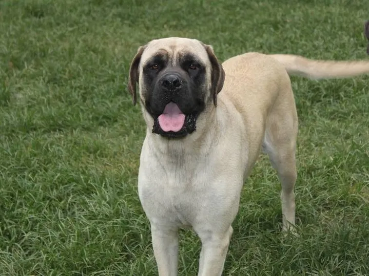Mastino Inglese