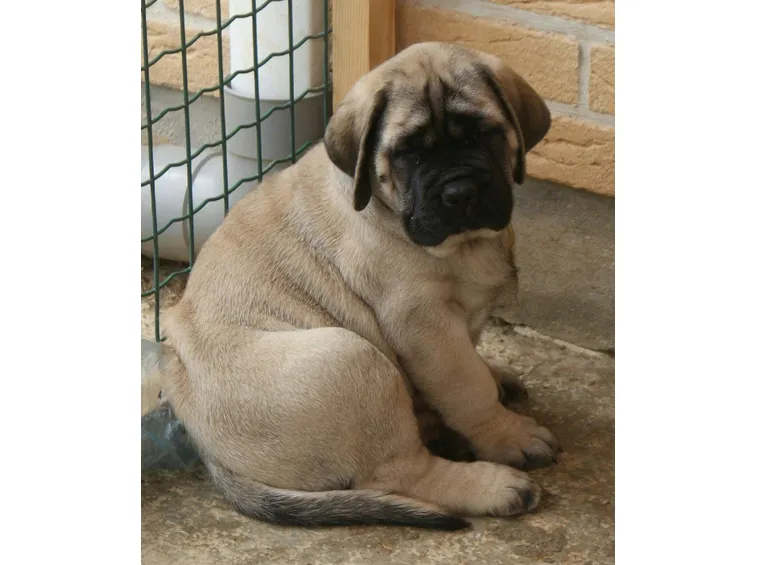 Cucciolo di Mastino Inglese