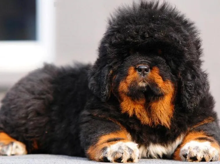 mastino tibetano