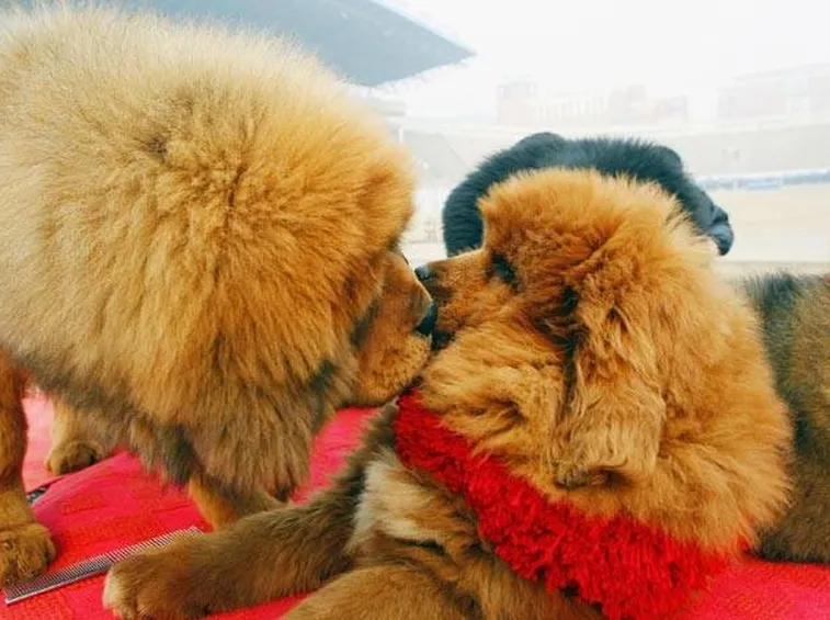 cuccioli