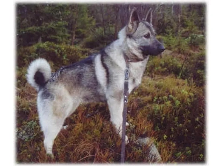 foto norsk elghund