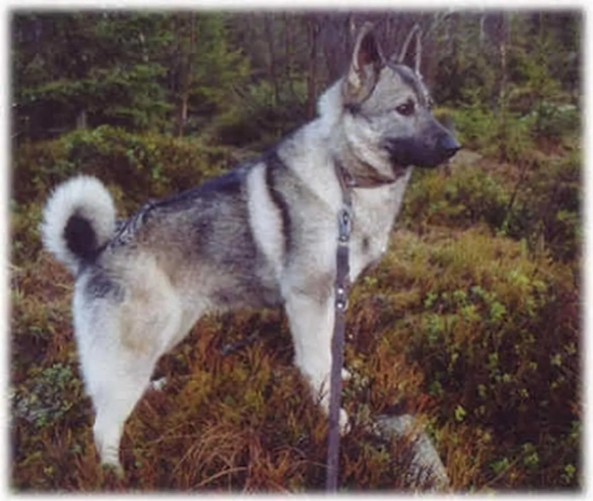 foto norsk elghund