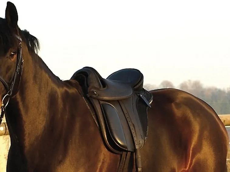 equitazione