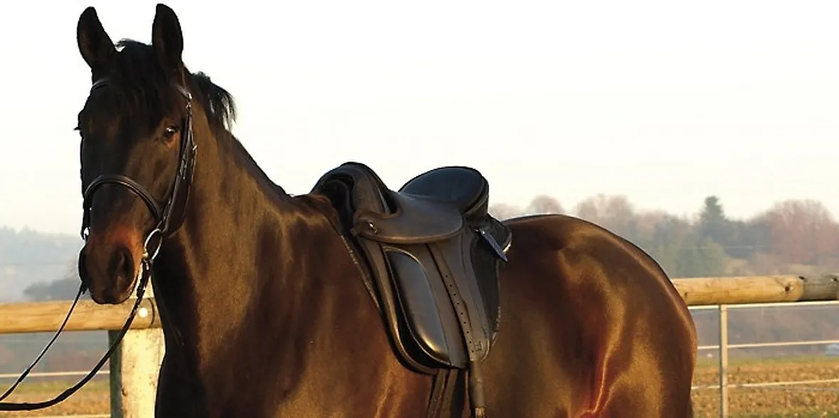 equitazione