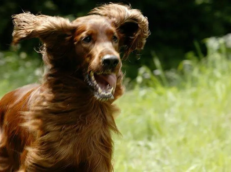 cucciolo