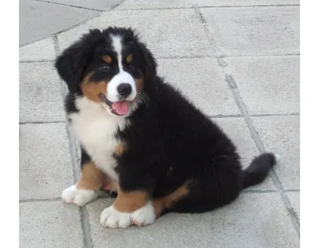 cuccioli cane