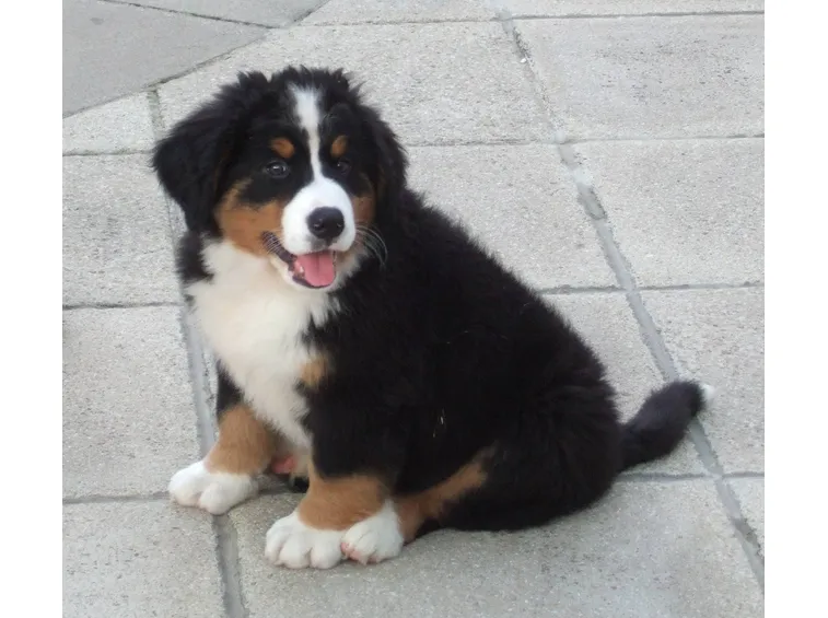 cuccioli cane