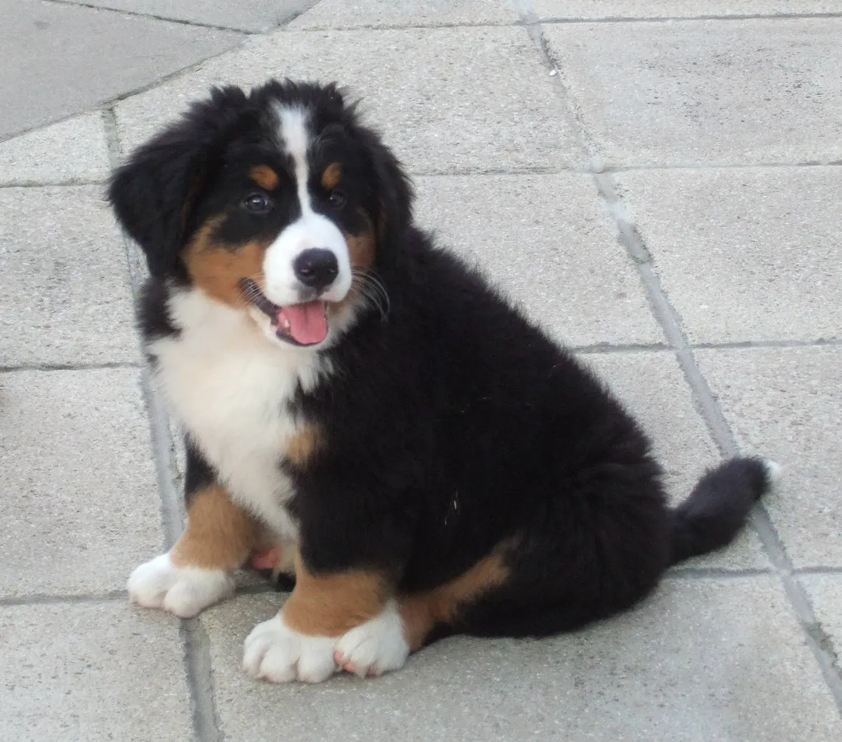 cuccioli cane
