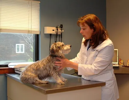 animal hospital