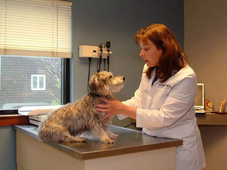 animal hospital