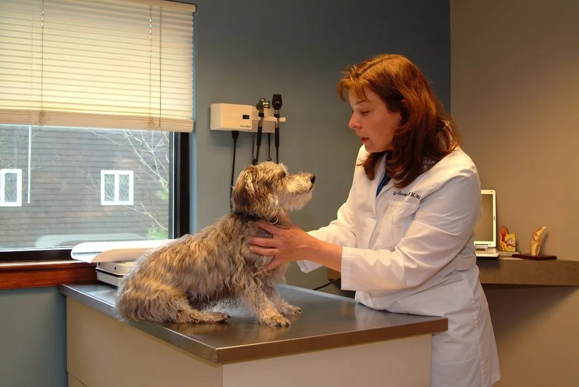 animal hospital