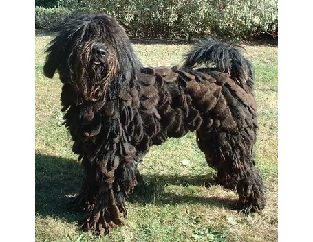 foto del Pastore Bergamasco