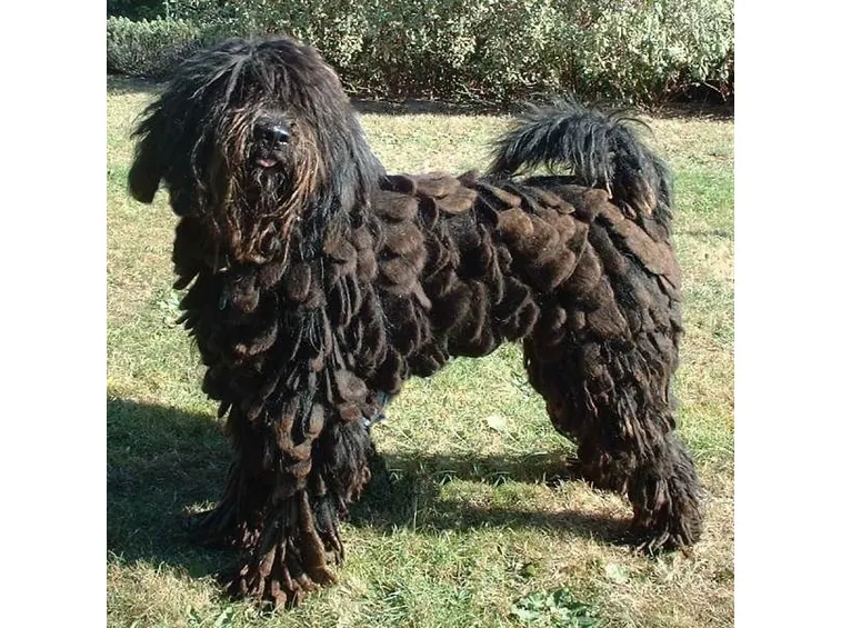 foto del Pastore Bergamasco