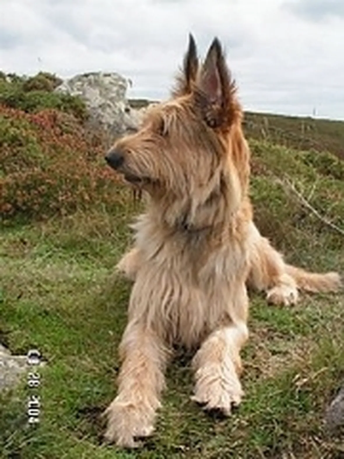 foto del pastore di piccardia