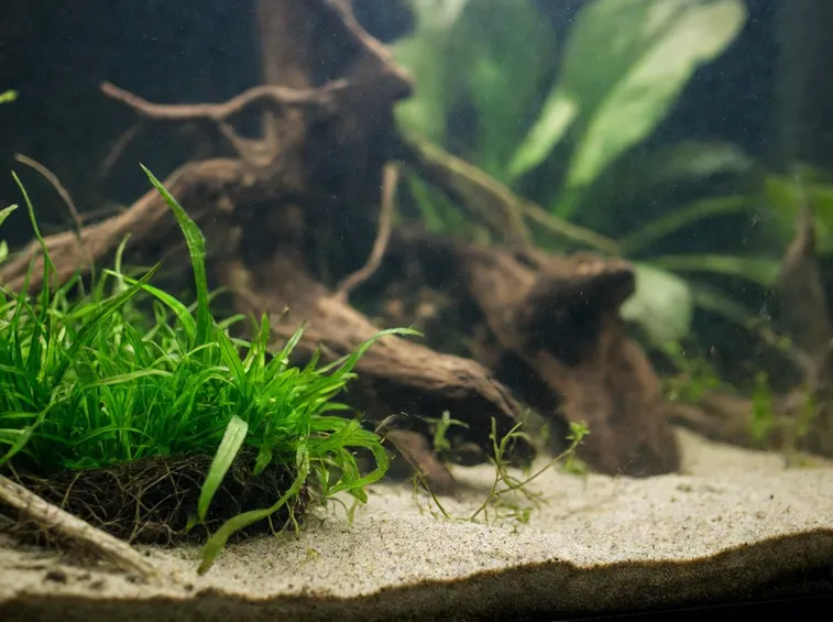 Piante da acquario
