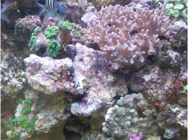 Rocce vive per acquari marini