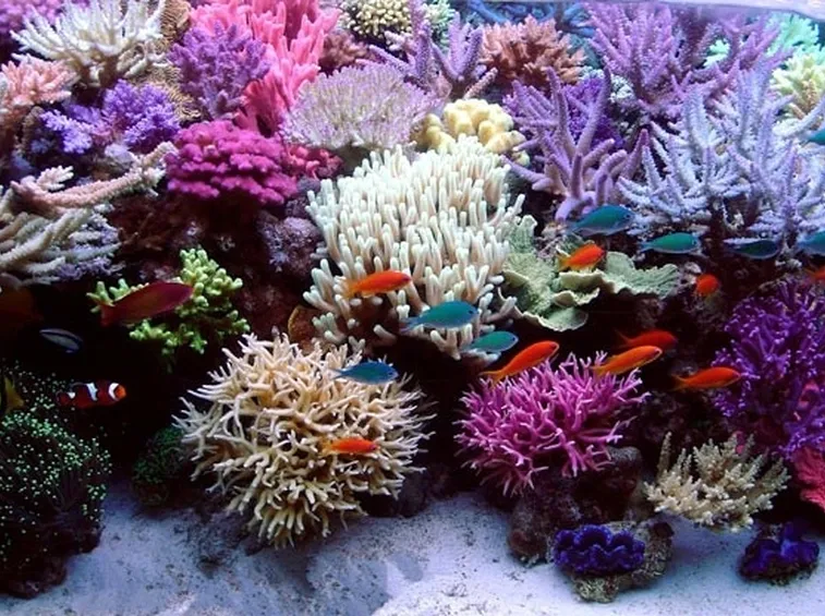 Coralli in acquario marino