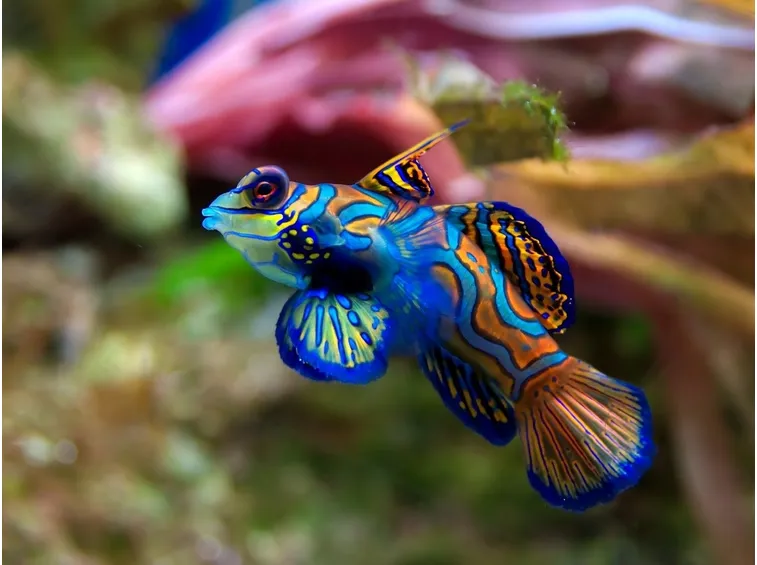 Pesce Mandarino dai caratteristici colori accesi e brillanti
