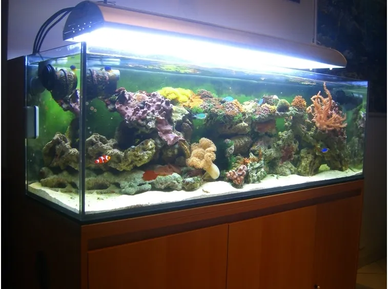 Acquario marino tropicale