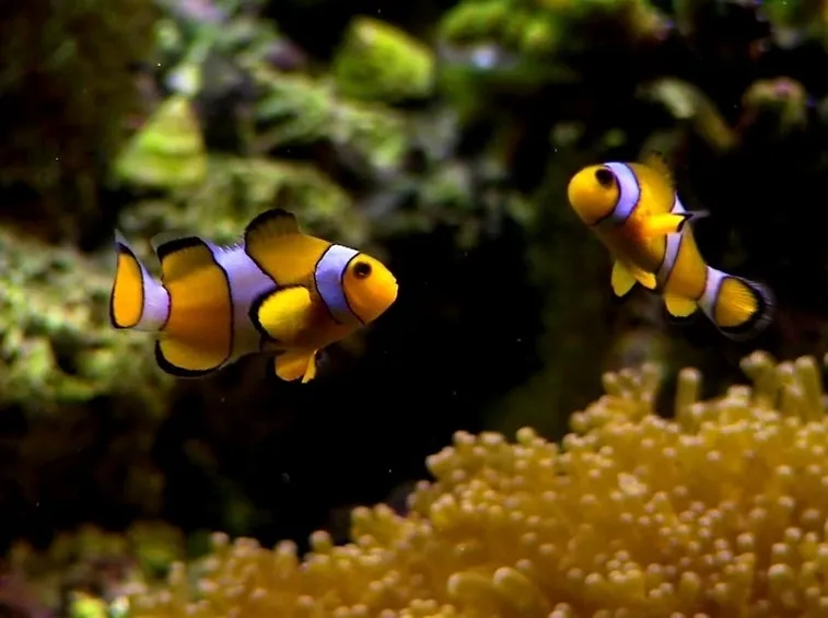 Coloratissimi pesci di acqua salata