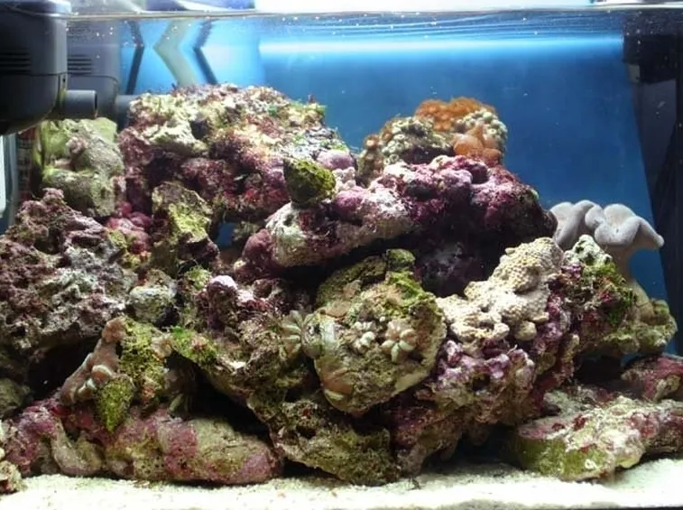 Rocce vive in acquario marino