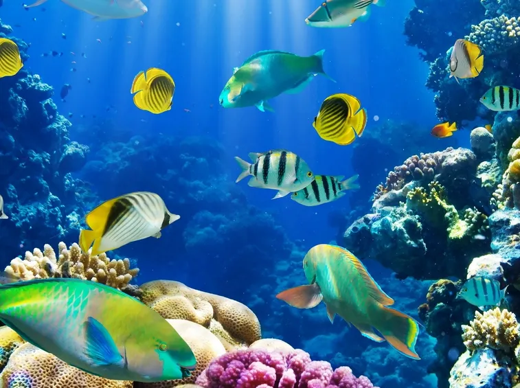 Femmina di Chrysiptera cyanea dal tipico colore azzurro