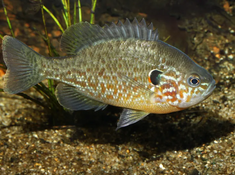 Esemplare di Persico sole