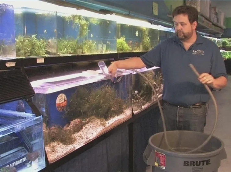 Pulizia di un acquario