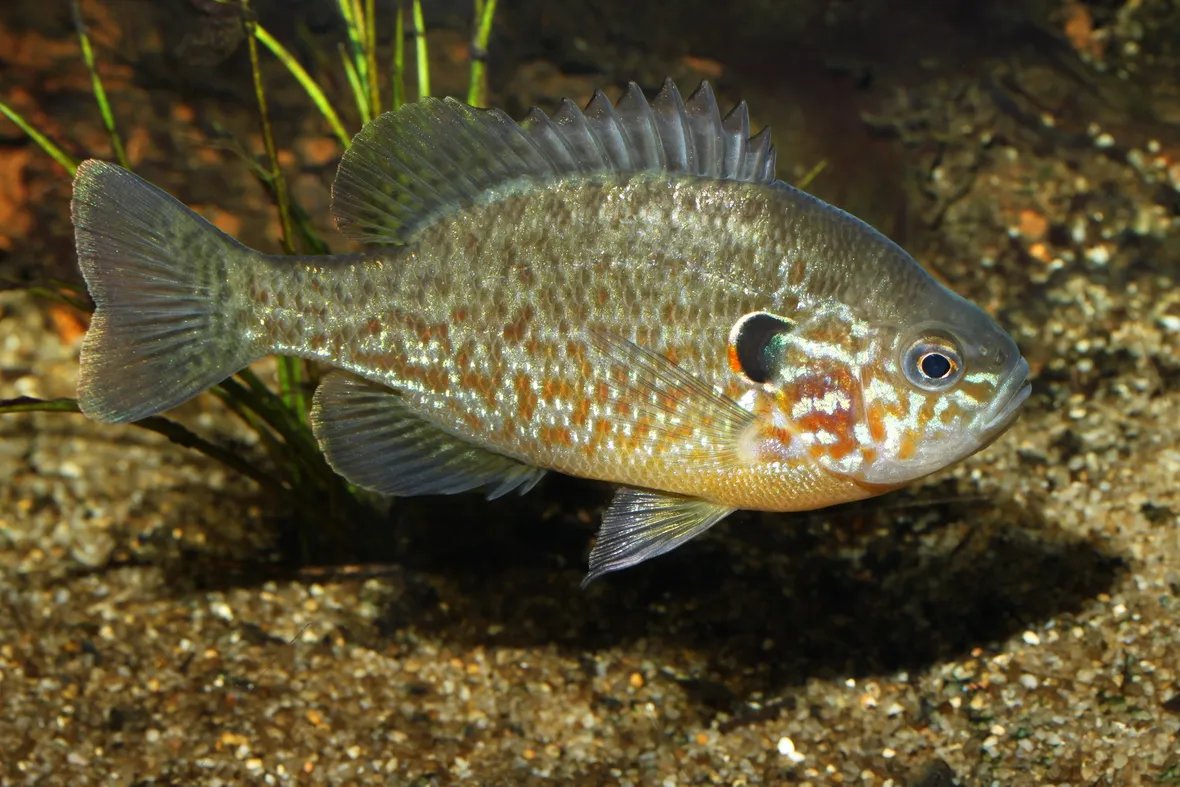 Esemplare di Persico sole