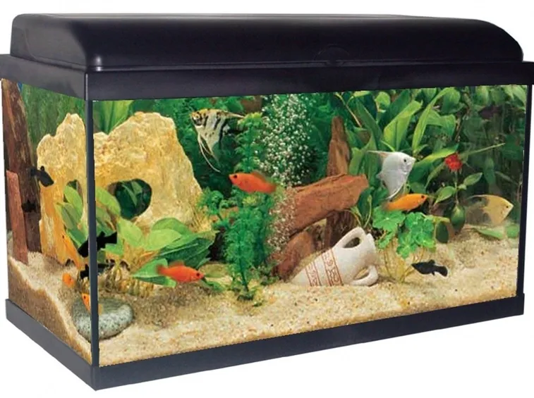 Acquario