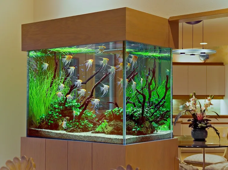 Decorazione acquario