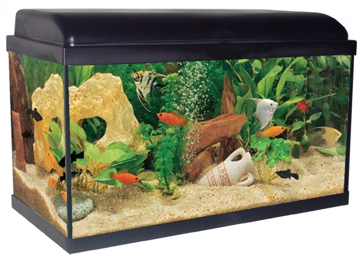 Acquario