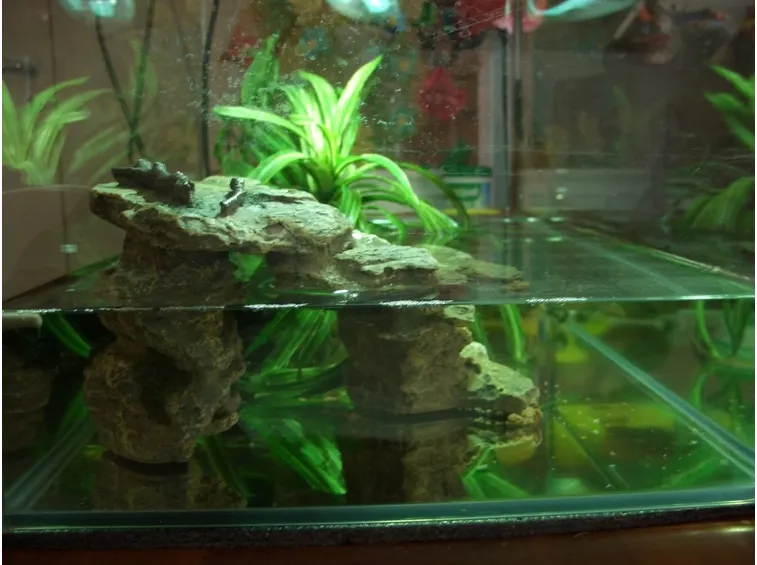 Esempio di acquario per tartarughe
