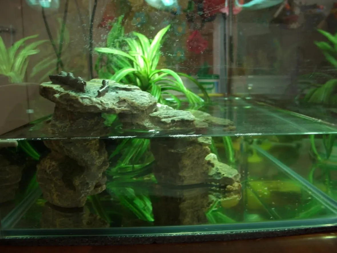 Esempio di acquario per tartarughe