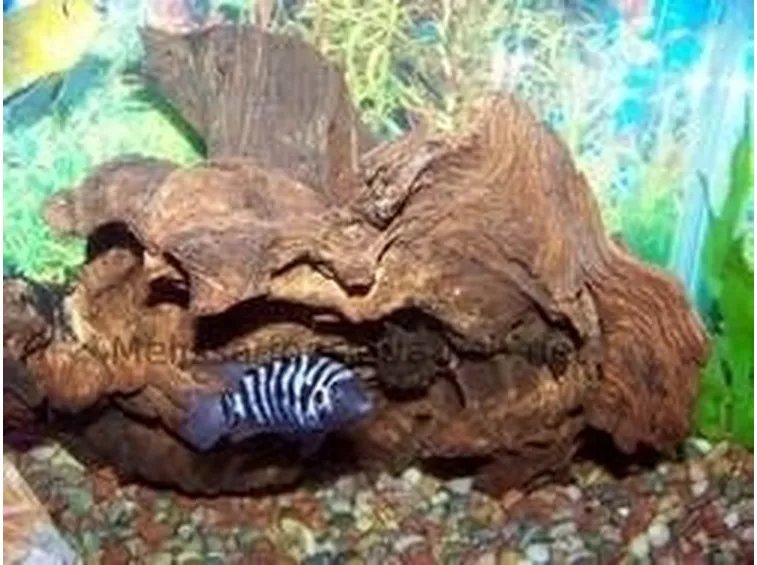 Legno acquario