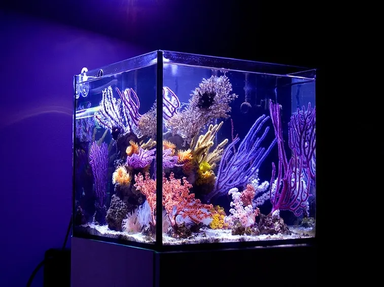 Piccolo acquario marino completo