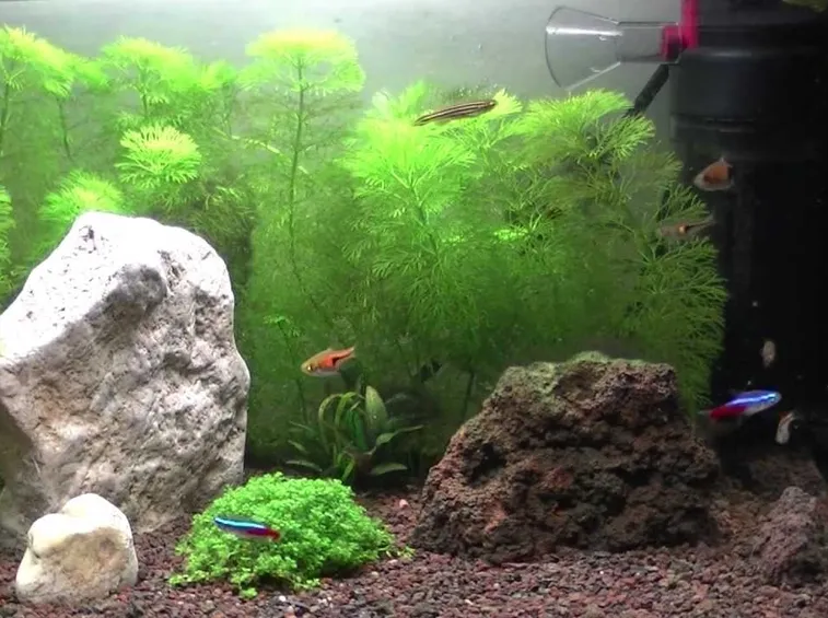 Piccolo acquario