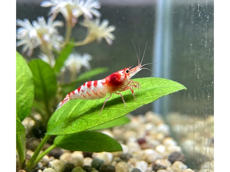 Gamberetti in acquario