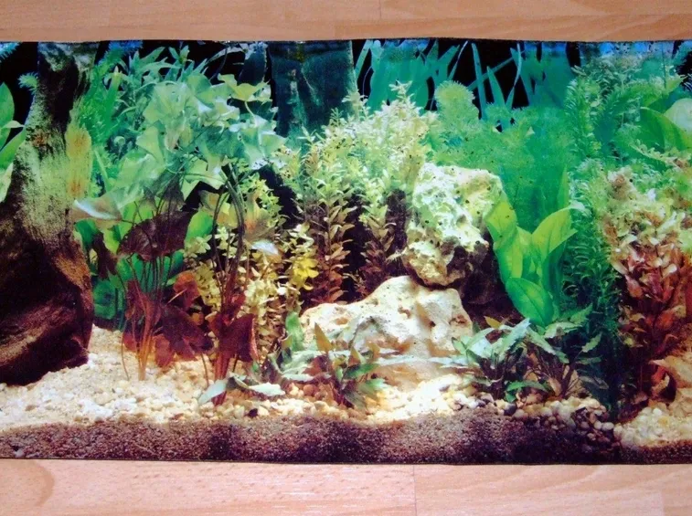 Sfondi Per Acquari