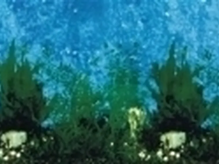 Sfondi Per Acquari