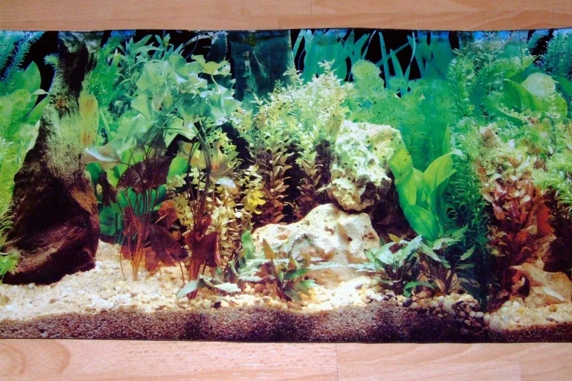 Sfondi Per Acquari
