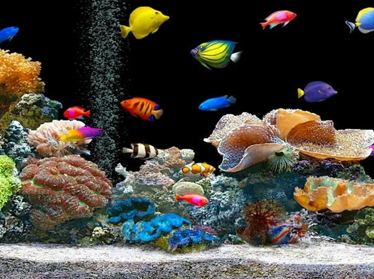 Bellissimo acquario allestito