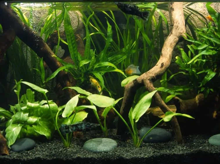 Acquario di acqua dolce