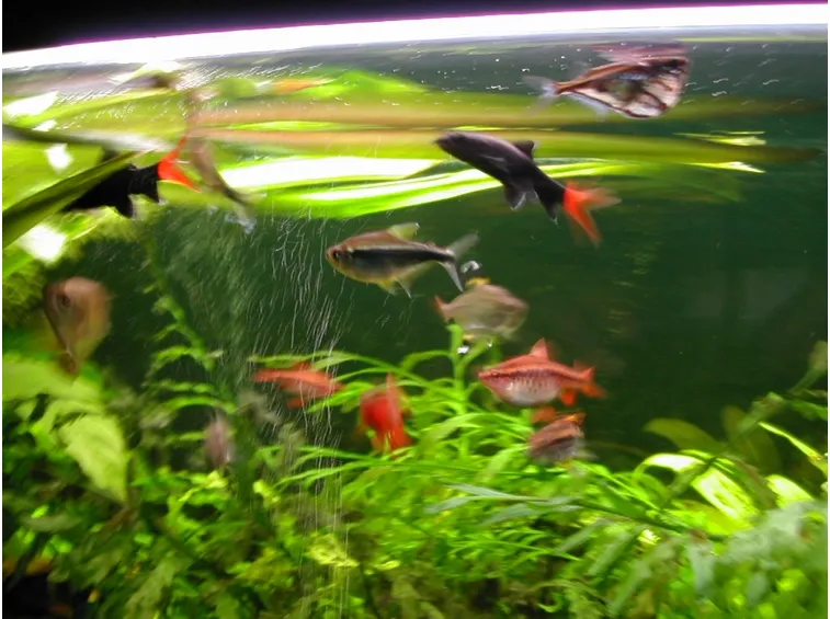 Pesci in acquario
